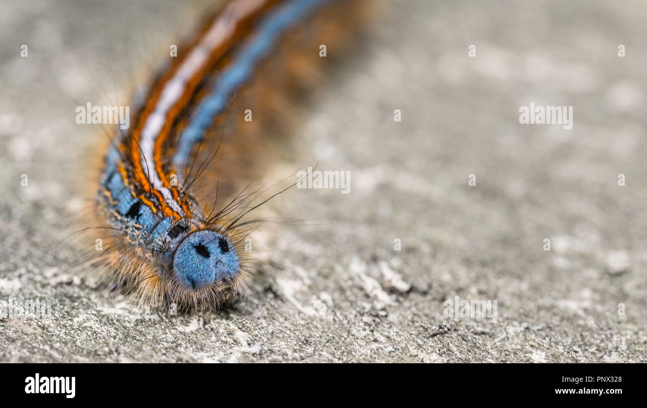 Lakai motte Caterpillar close-up. Süße blaue Fläche. Malacosoma eulengattung. Schöne bunte Larven der Nacht, Insekt, langen farbigen Streifen. Haarige Pflanzenschädlingen. Stockfoto