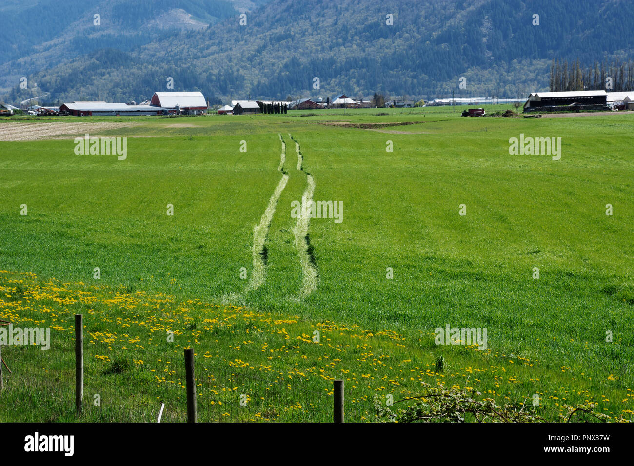 Heu Feld in Matsqui, British Columbia. Stockfoto