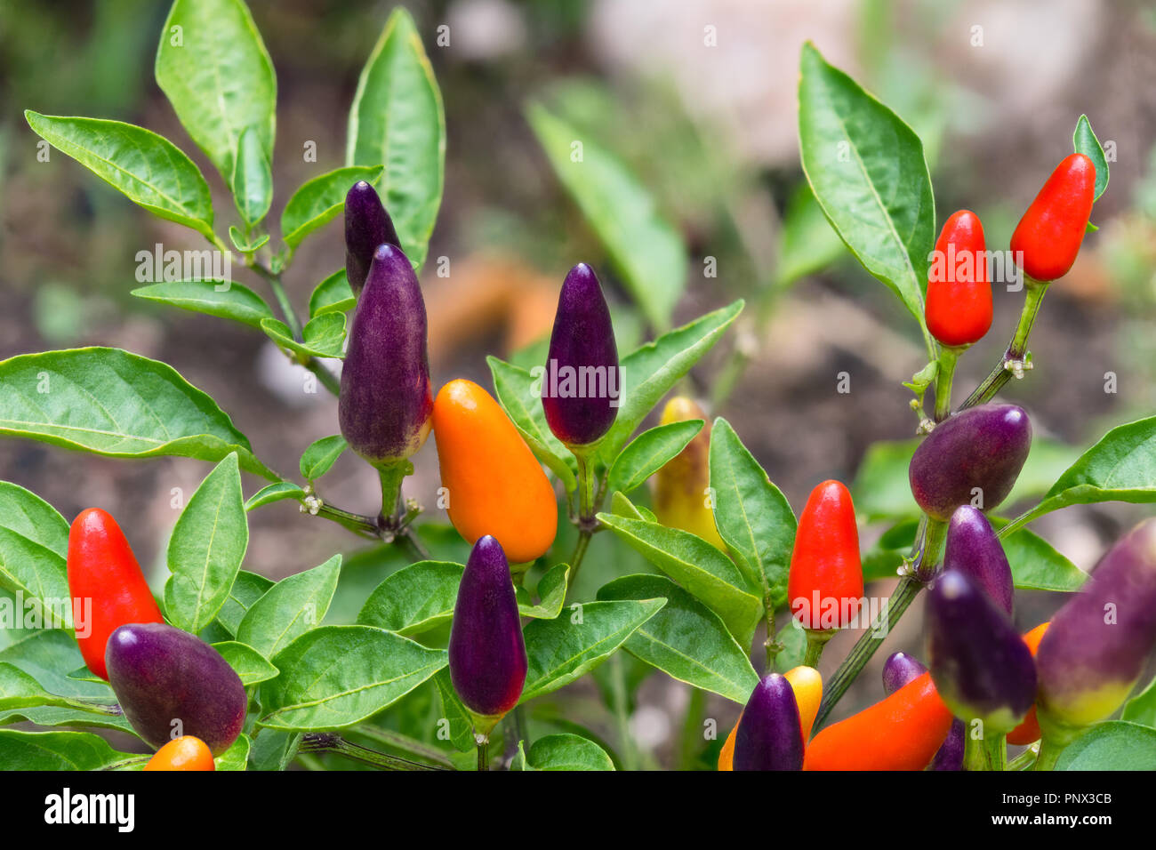 Kleine red hot chili peppers Close-up. Capsicum frutescens. Wachsende Pflanze detail. Garten Bett, Gewächshaus. Pikanter bio Paprikaschoten, grüne Blätter. Capsaicin. Stockfoto