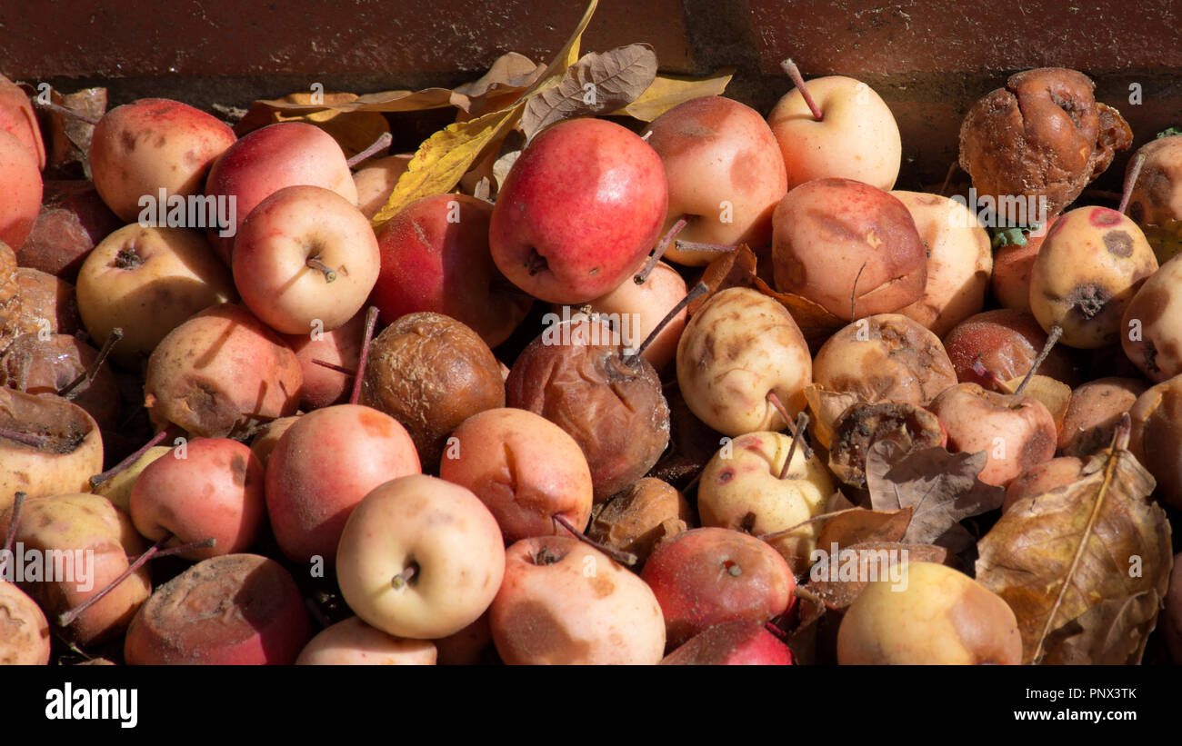 Herbst Apple fallen Stockfoto
