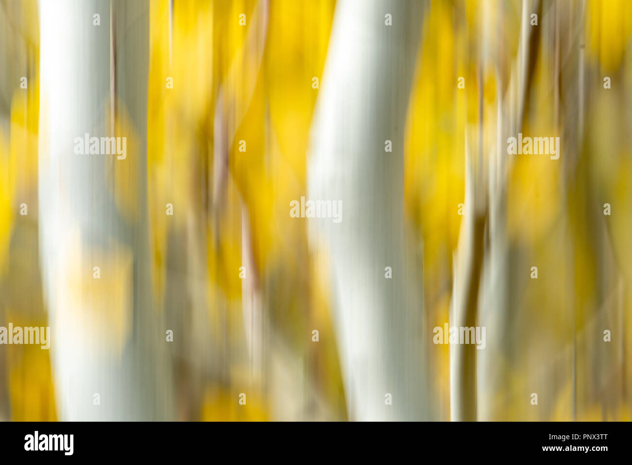 Kreative Unschärfe des gelben Espen (Populus tremuloides) Stockfoto