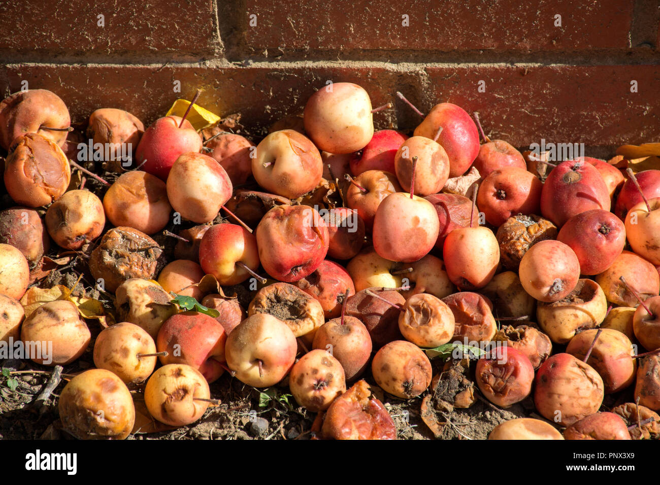 Herbst Apple fallen Stockfoto