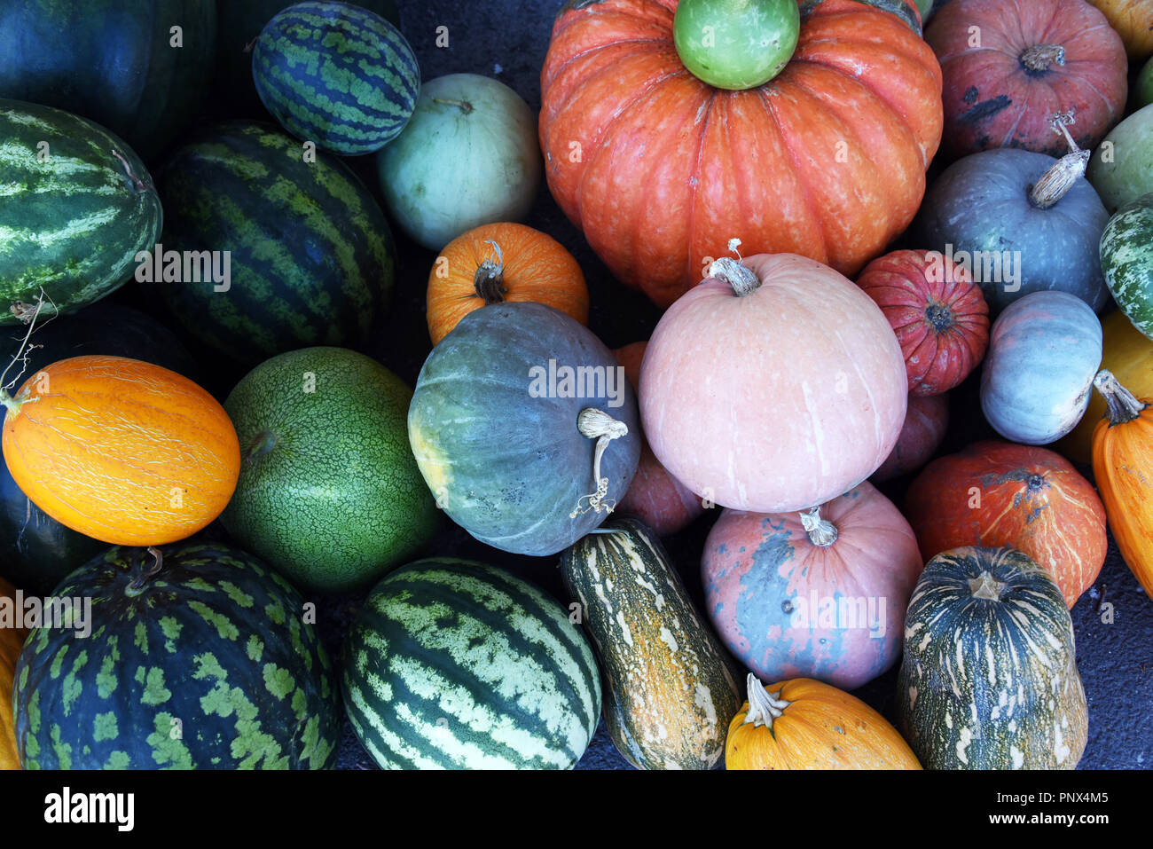 Melonen und Kürbissen - Zusammensetzung der verschiedenen Sorten Kürbisse, Melonen und Wassermelonen. Stockfoto