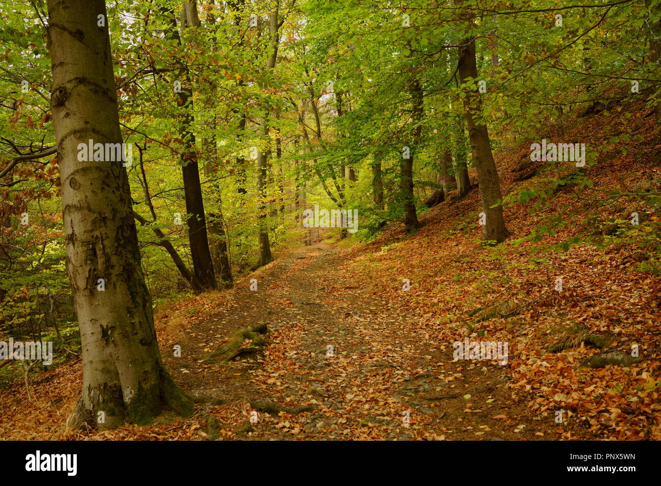 Einsamkeit und Ruhe eines Herbst Wald. Stockfoto
