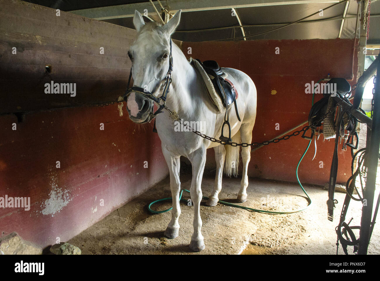 Weißes Pferd im Stall fertig gereinigt werden Stockfoto
