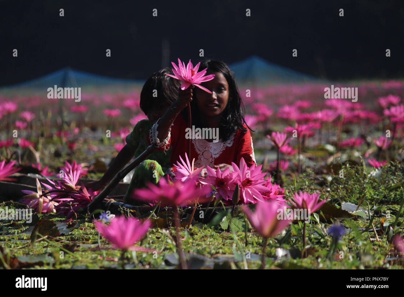 Kinder aus Bangladesh sammeln rote Seerosen von Feuchtgebieten in Narayangong. © Nazmul Islam/Alamy Stock Foto Stockfoto