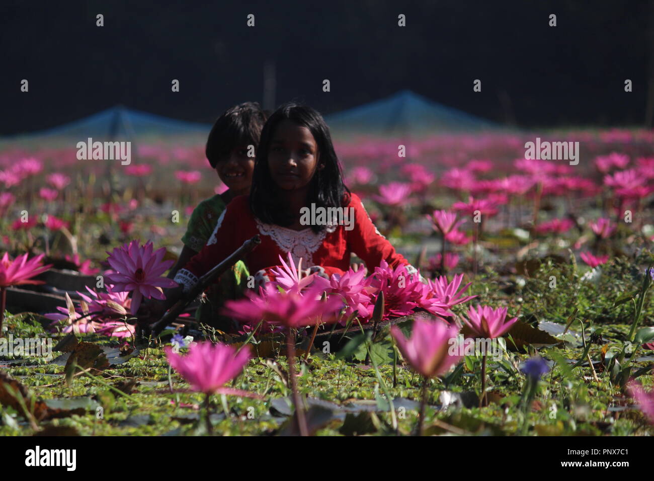 Kinder aus Bangladesh sammeln rote Seerosen von Feuchtgebieten in Narayangong. © Nazmul Islam/Alamy Stock Foto Stockfoto