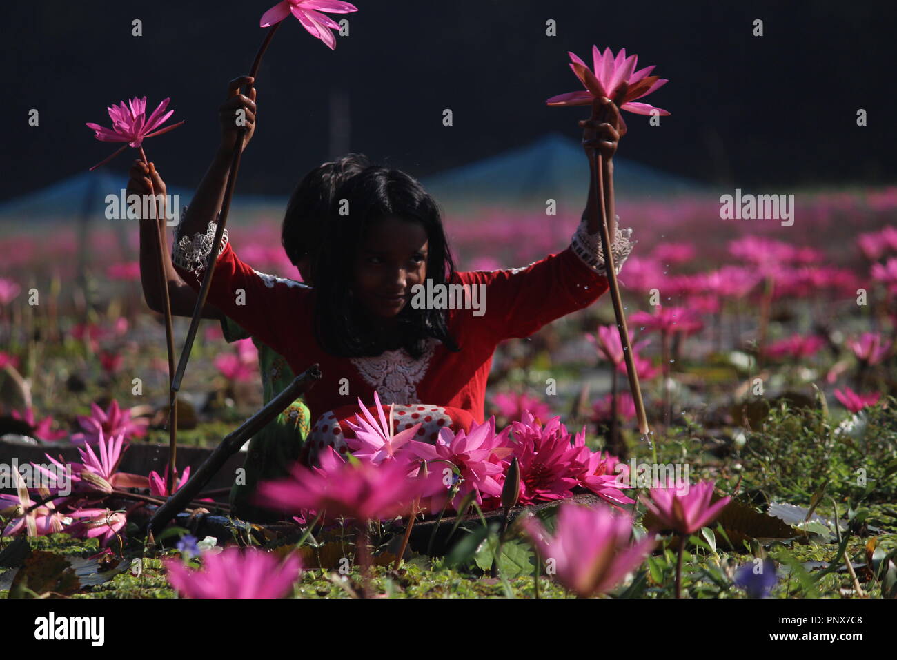 Kinder aus Bangladesh sammeln rote Seerosen von Feuchtgebieten in Narayangong. © Nazmul Islam/Alamy Stock Foto Stockfoto