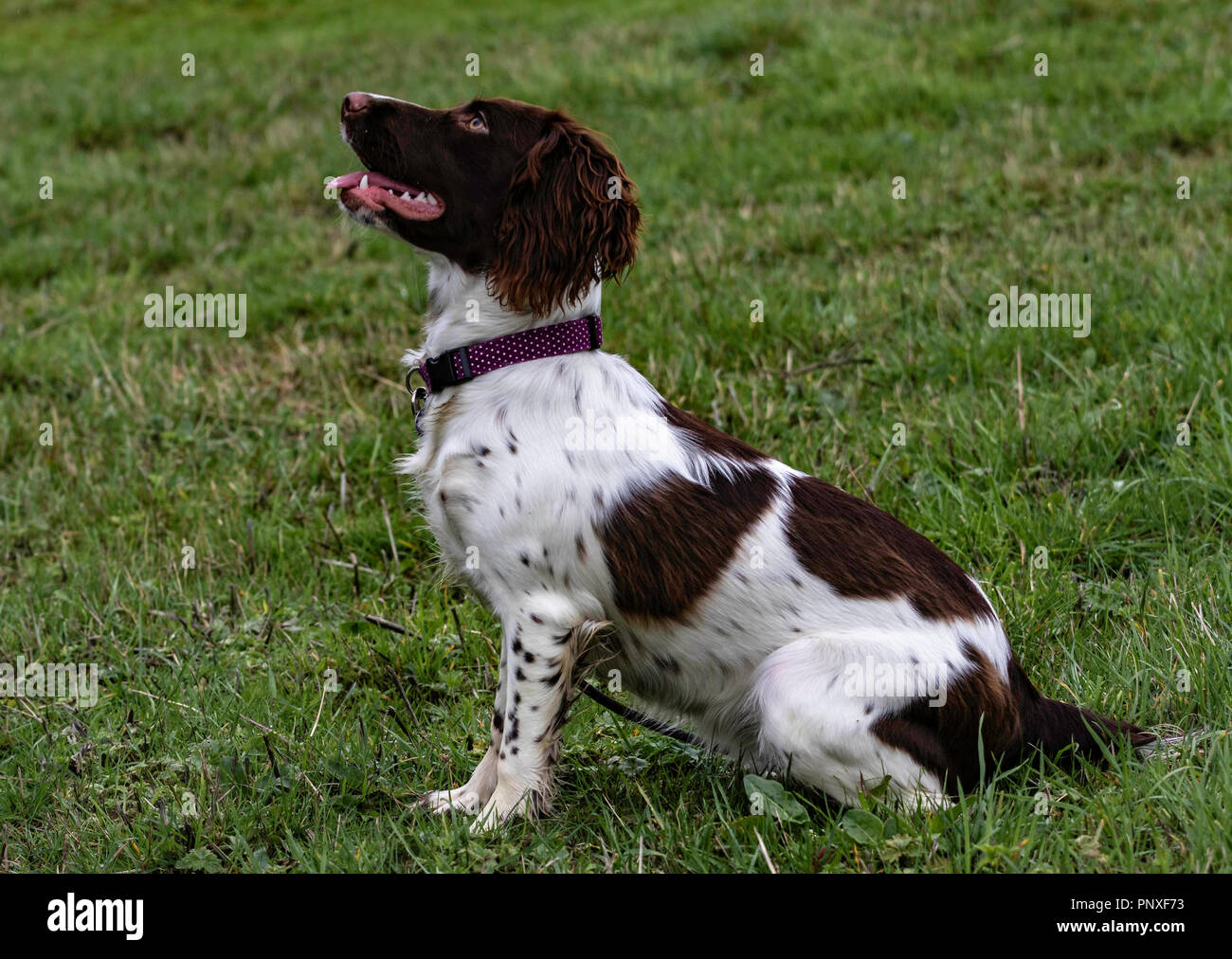 Spaniel Ausbildung Chatsworth Stockfoto