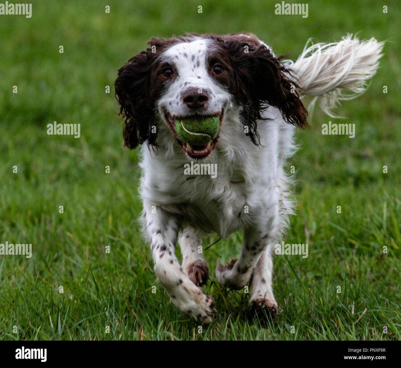 Spaniel Ausbildung Chatsworth Stockfoto