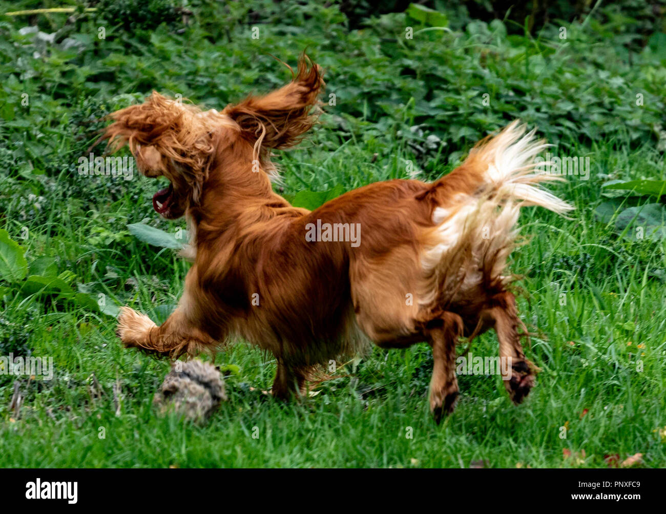 Spaniel Ausbildung Chatsworth Stockfoto