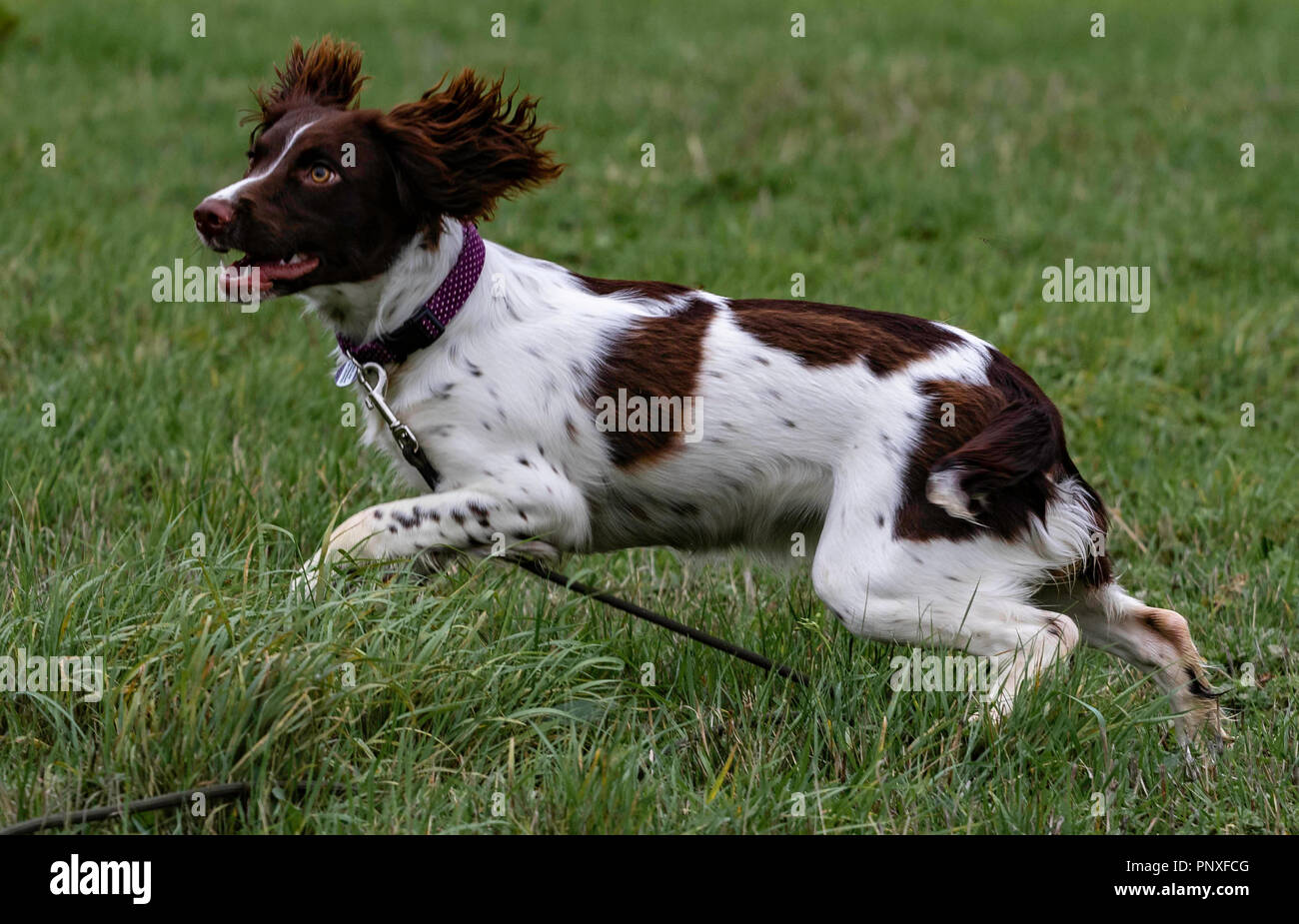 Spaniel Ausbildung Chatsworth Stockfoto