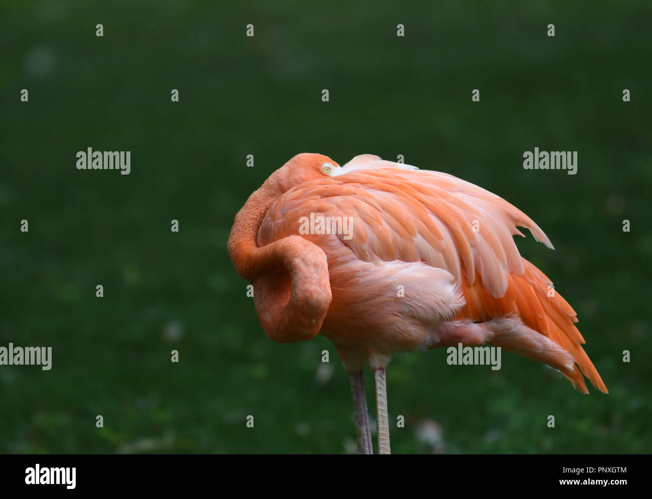Rosa Flamingo im Zoo Stockfoto