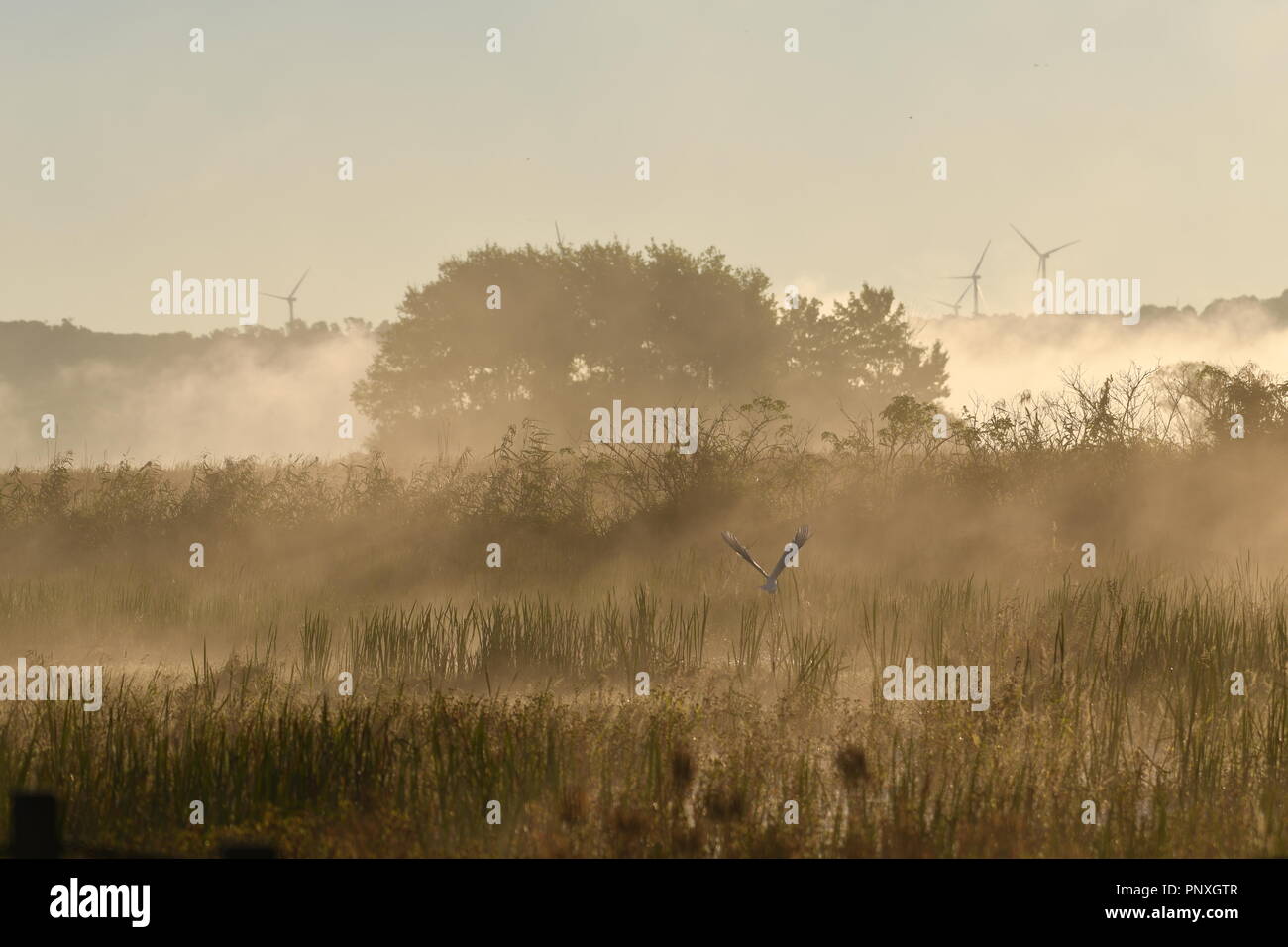 Morgen Nebel/Nebel rollt über den Sumpf Stockfoto