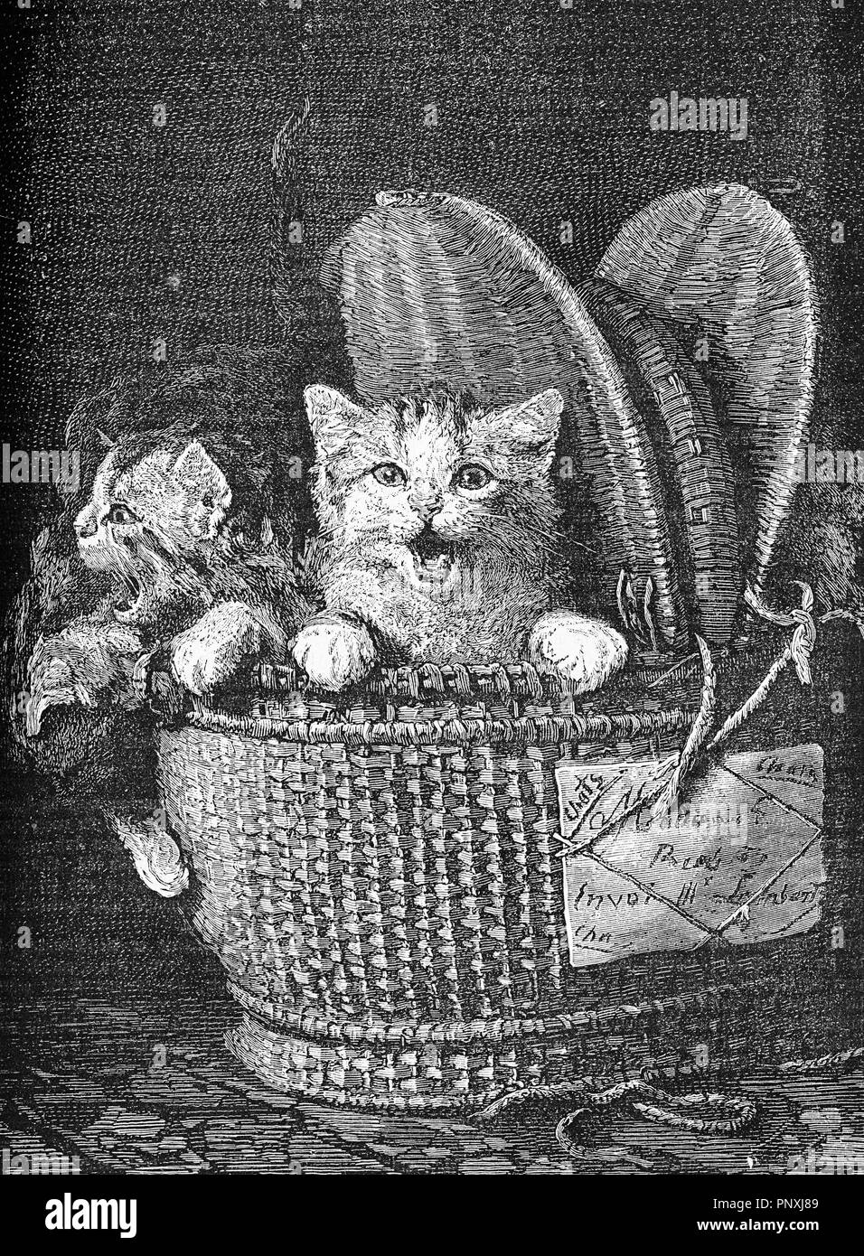 Korb voller Kätzchen, Überraschungsgeschenk für die Kinder, vintage Gravur Stockfoto