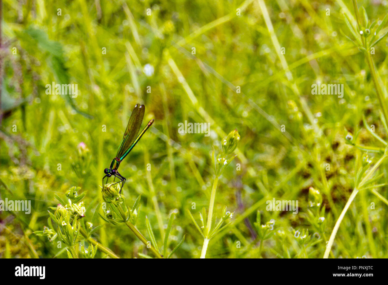 Eine Libelle, oder Anisoptera, feeds durch den Fluss Stort im East Hertfordshire Stockfoto