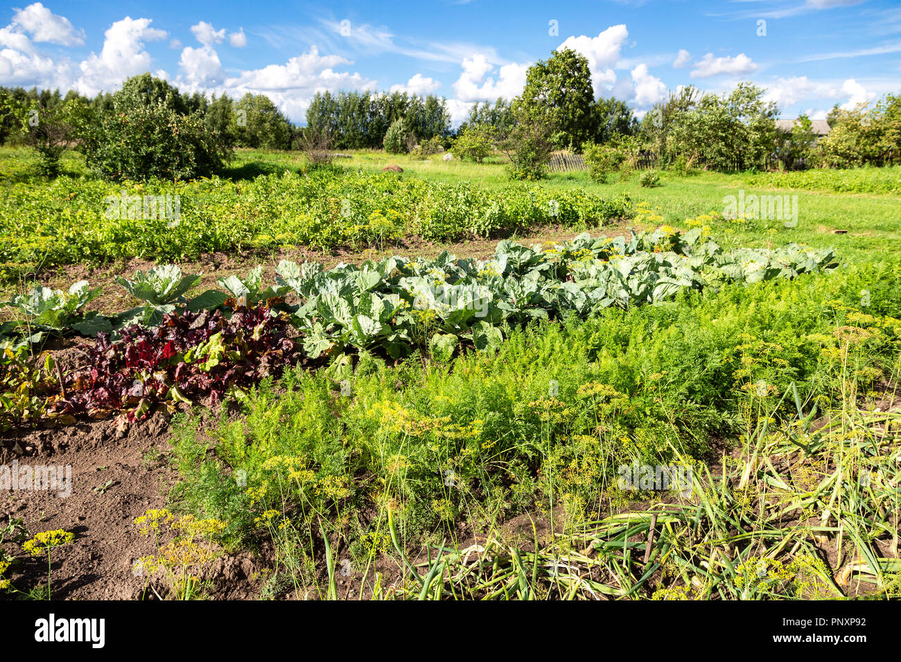 Kulturlandschaft mit Bio-Gemüsegarten im sonnigen Sommertag Stockfoto