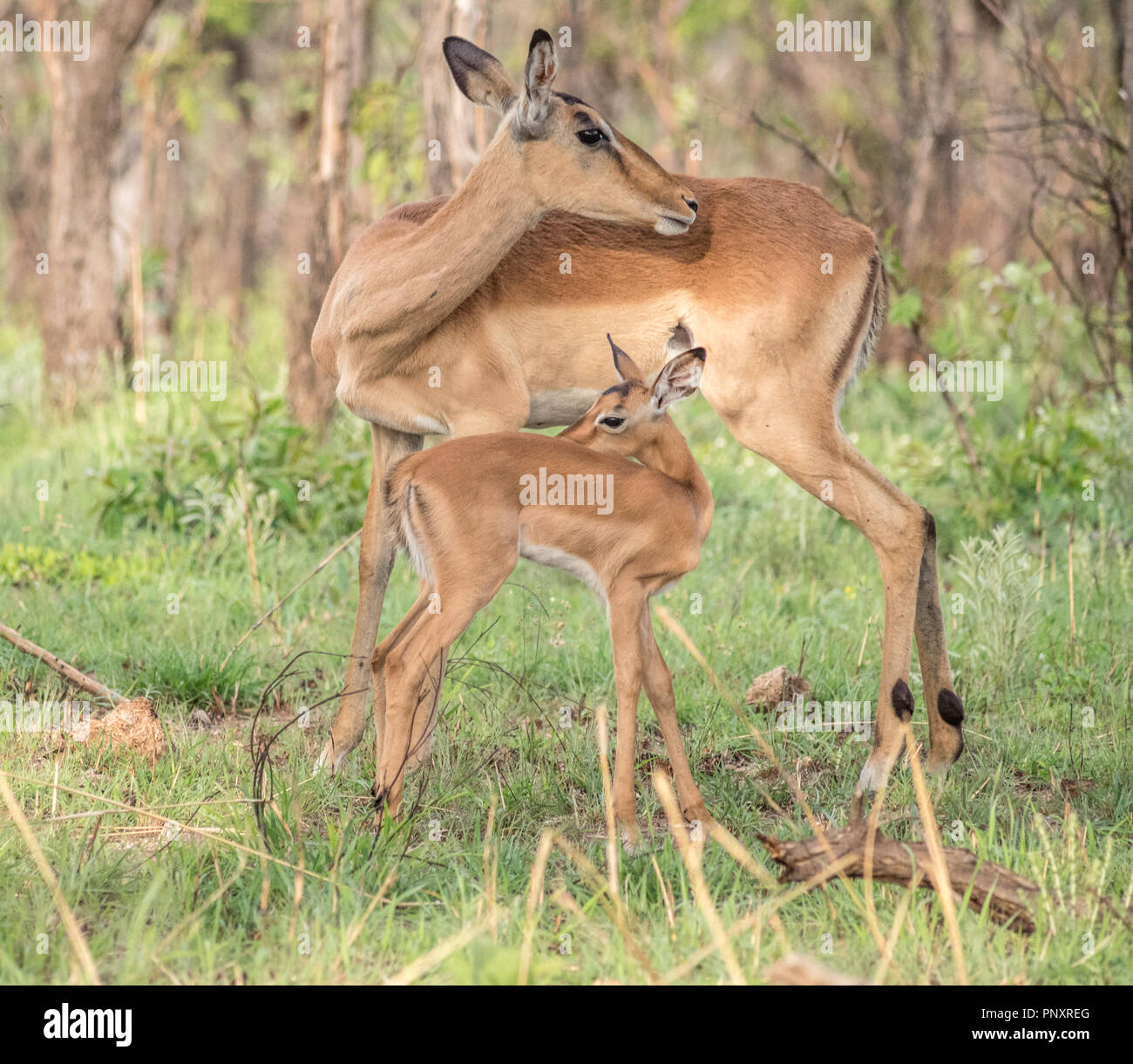 Eine afrikanische Impala Mutter und Baby in Südafrika! Stockfoto