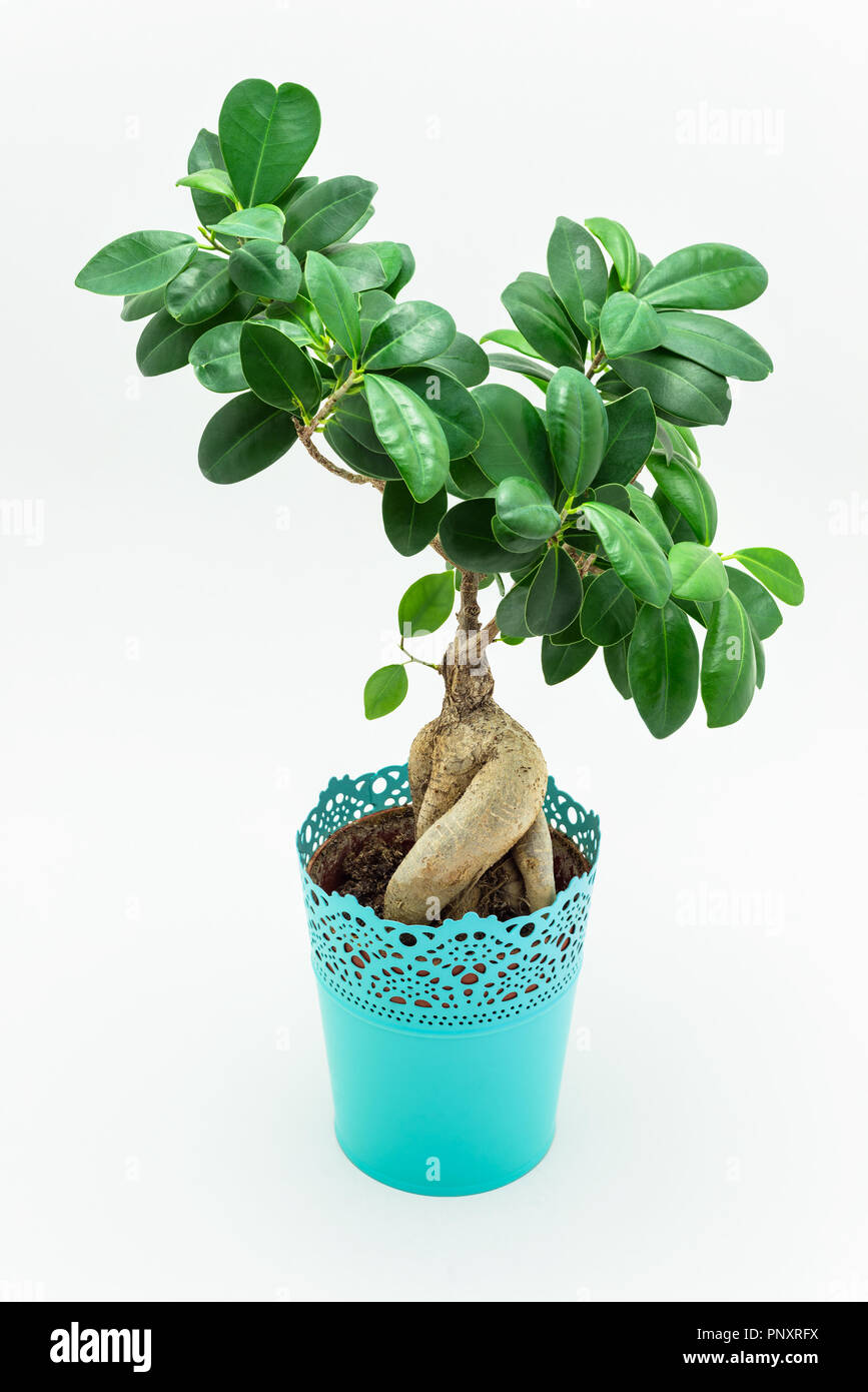 Bonsai White Stockfotos und bilder Kaufen Alamy