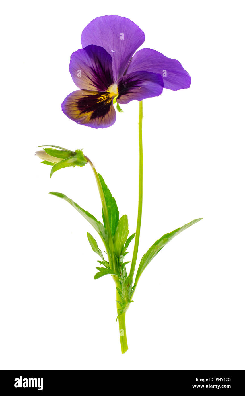 Viola tricolor var. hortensis auf weißem Hintergrund Stockfoto