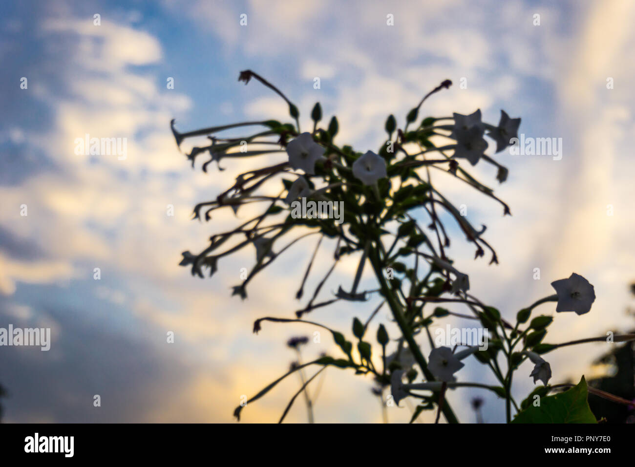 Blume und Himmel Hintergrund Stockfoto