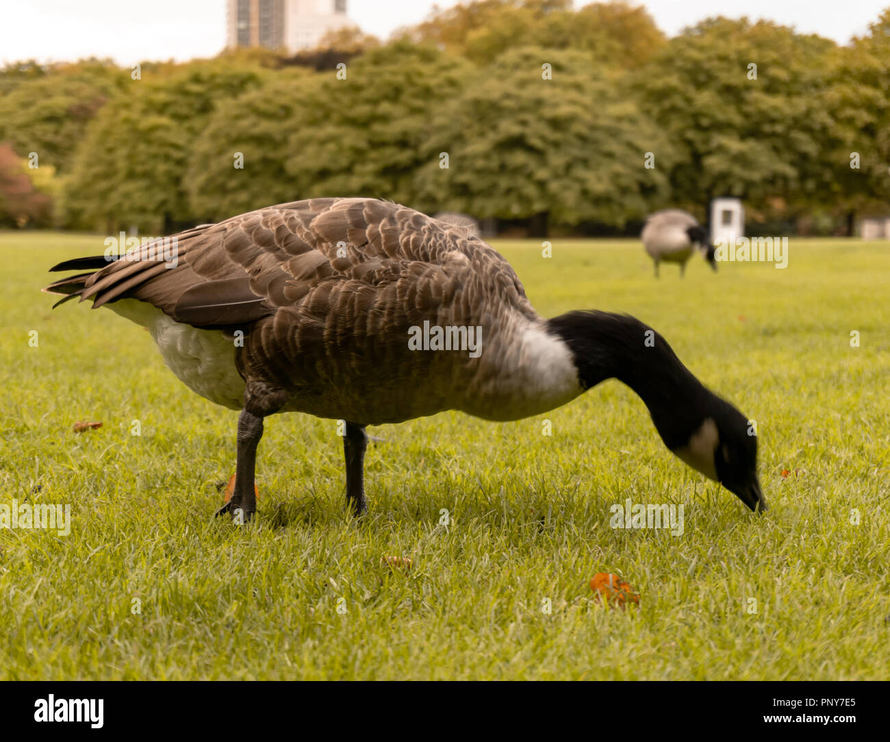 Ente in einem Park Stockfoto