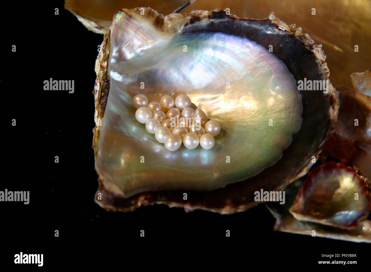 Perlen in einer Pearl Shell aus der Karibik nur aktive Pearl Farm auf Cozumel in Mexiko Stockfoto