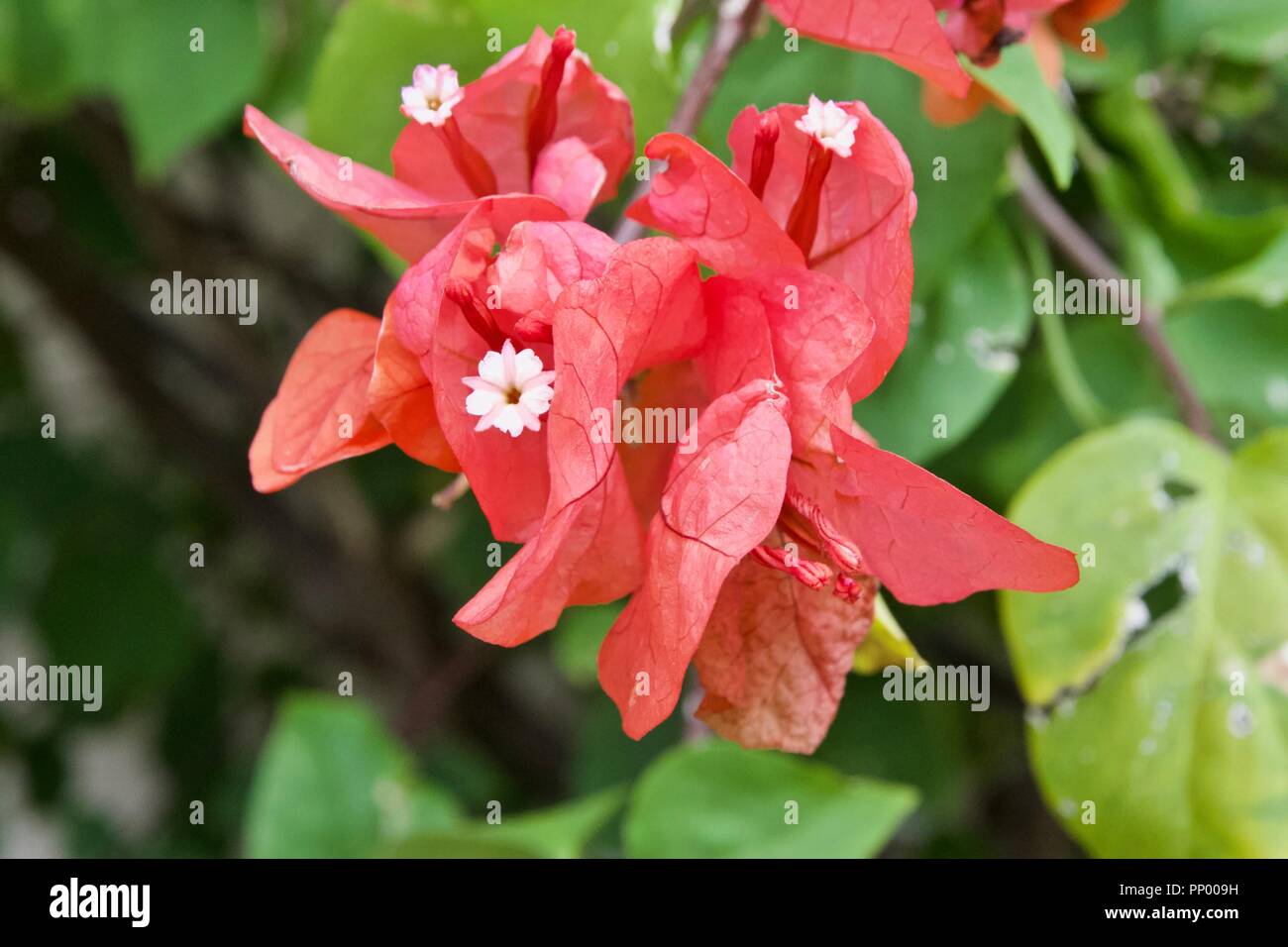 Rot Bougainvillea glabra auch als Lesser Bougainvillea oder paperflower bekannt Stockfoto