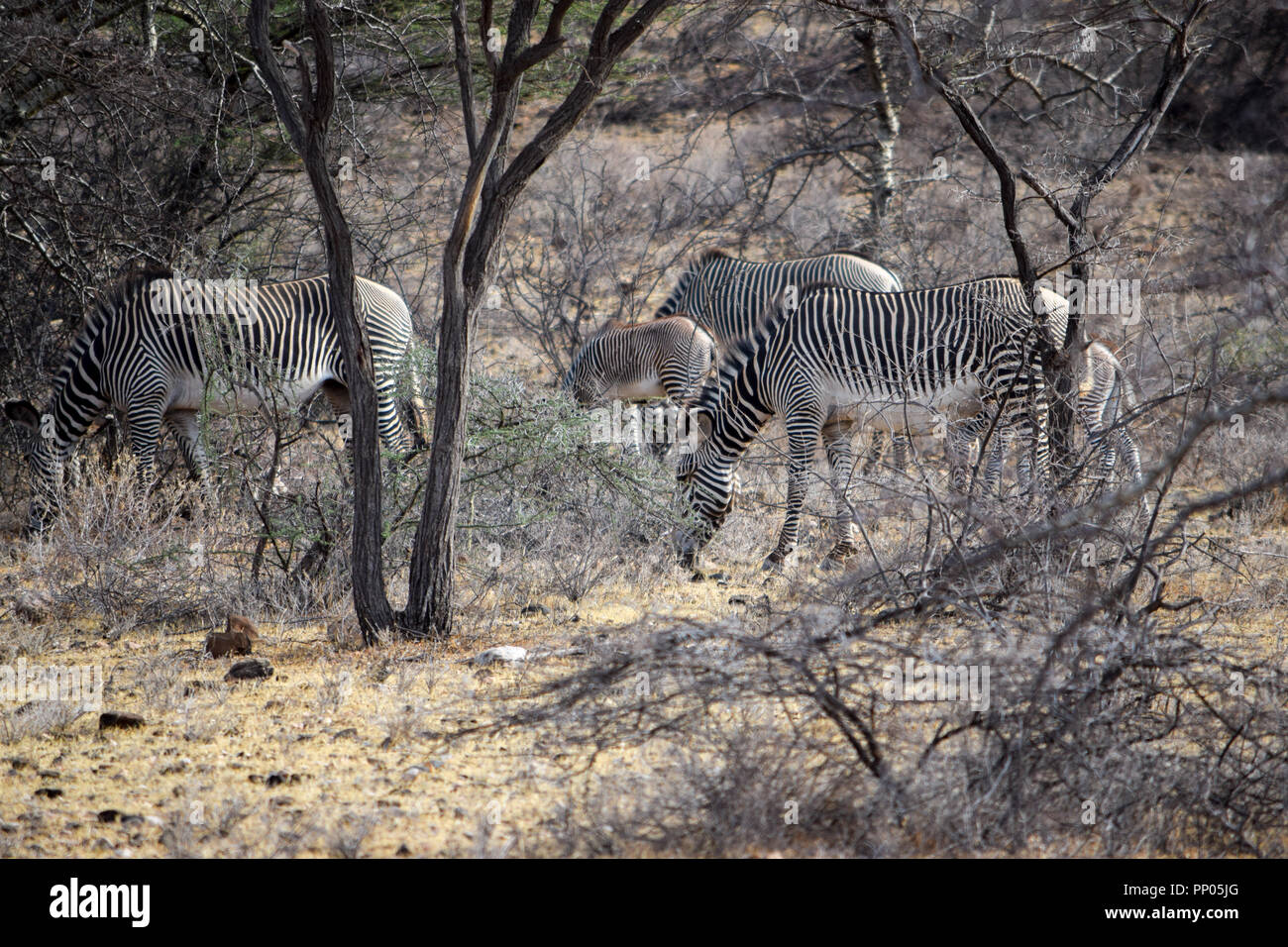 Eine Herde von Grevy, s Zebra im Samburu National Reserve, Kenia Stockfoto