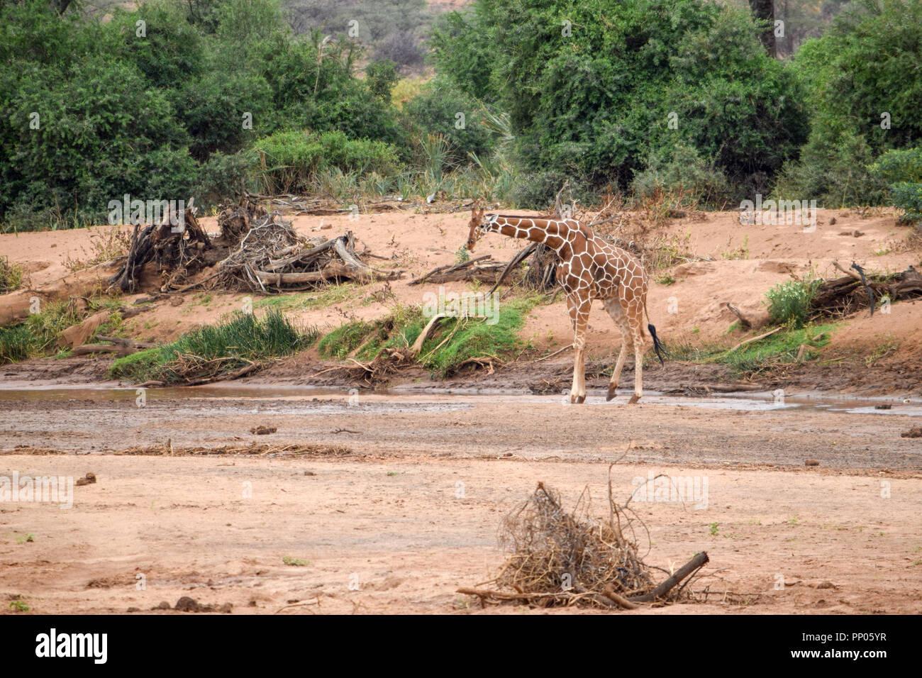 Eine einsame giraffe Kreuzung Ewaso Nyiro Flusses, Samburu National Park, Kenia Stockfoto
