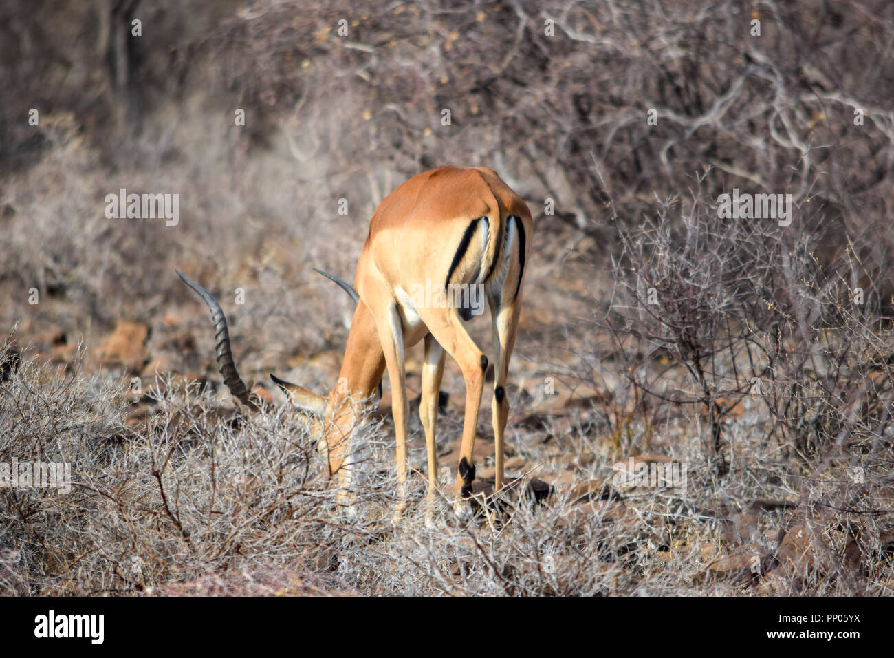 Eine einsame männliche Antilope in der Samburu National Reserve, Kenia Stockfoto