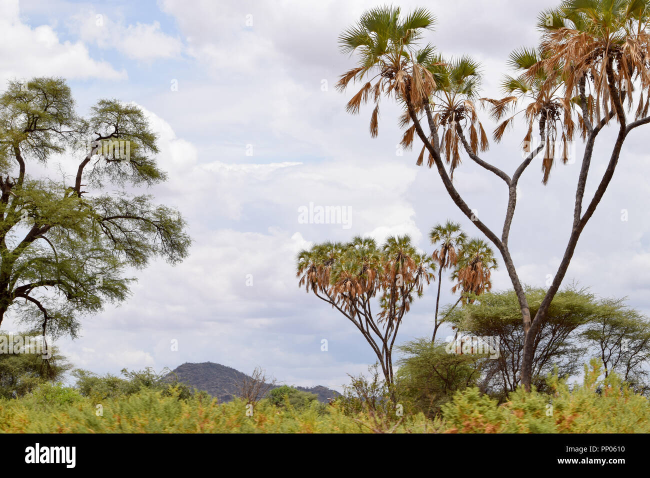 Die trockenen Landschaften von Samburu National Park, Kenia Stockfoto