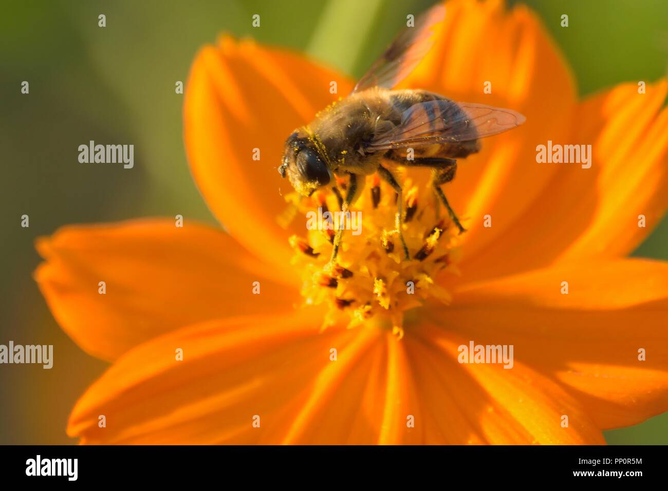 Makro Details der Honigbienen auf Sommer Kosmos Blume Stockfoto