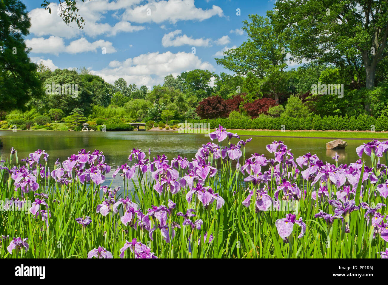ST. LOUIS - Juni 12: Helle geschwollene Wolken im blauen Himmel über rosa Iris am See im Japanischen Garten an der Missouri Botanical Garden auf einer Mitte Stockfoto