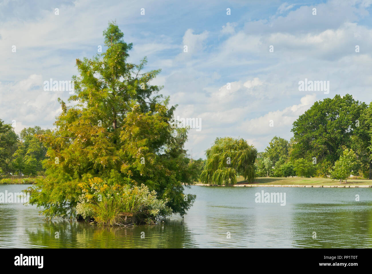 Blauer Himmel mit Wolken über einen kahlen Cypress Tree auf einer kleinen Insel im Pfosten - Abfertigung See mit einer Trauerweide in der Ferne in St. Louis Forest Park. Stockfoto