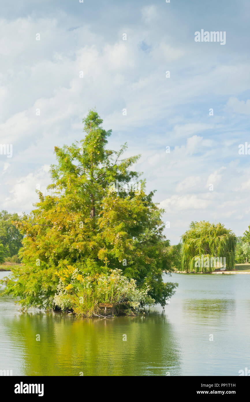 Blauer Himmel mit Wolken über einen kahlen Cypress Tree auf einer kleinen Insel im Pfosten - Abfertigung See mit einer Trauerweide in der Ferne in St. Louis Forest Park. Stockfoto