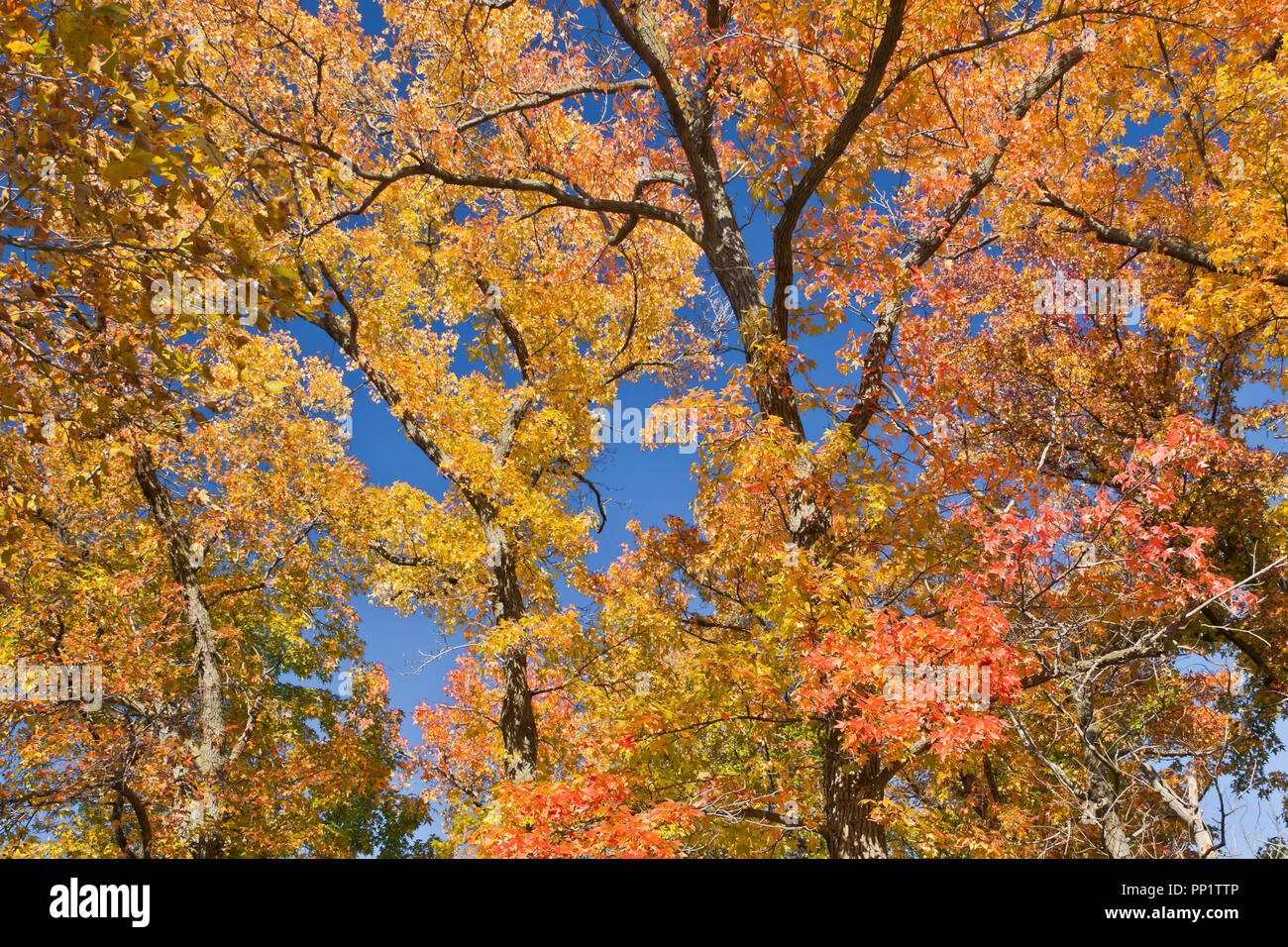 Das spektakuläre bunten Herbstlaub von einem Sweetgum Baum in St. Louis Forest Park mit einem Hintergrund des blauen Himmels. Stockfoto