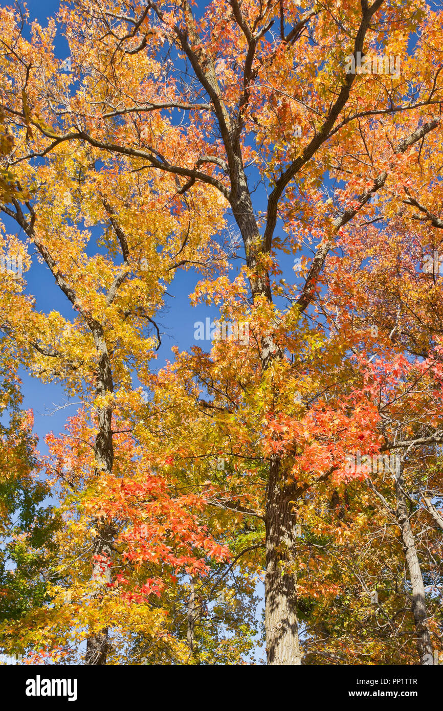 Das spektakuläre bunten Herbstlaub von einem Sweetgum Baum in St. Louis Forest Park mit einem Hintergrund des blauen Himmels. Stockfoto