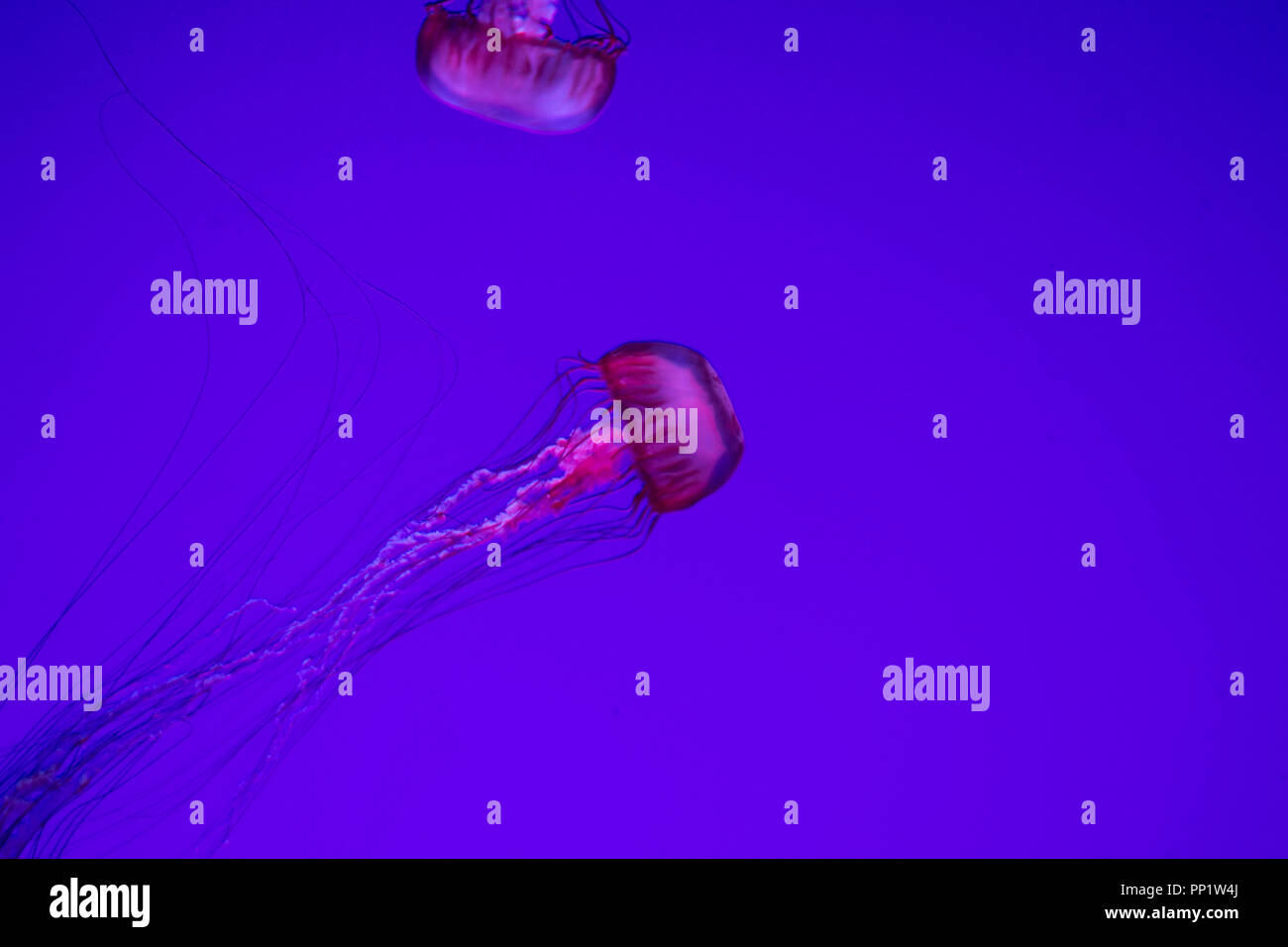 Qualle schweben im Wasser. Lange Tentakel Deep sea Gelees. Stockfoto