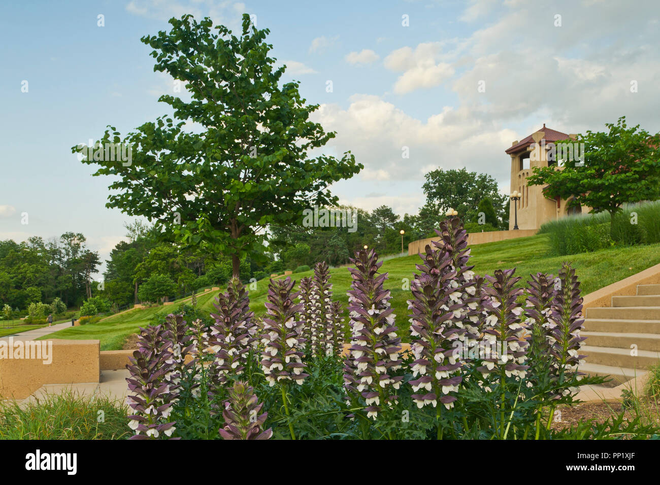 Die lila Latzhosen tragen Blumen auf Regierung Hill an der St. Louis Forest Park auf einer überwiegend bewölkt Sommerabend im Juni. Stockfoto