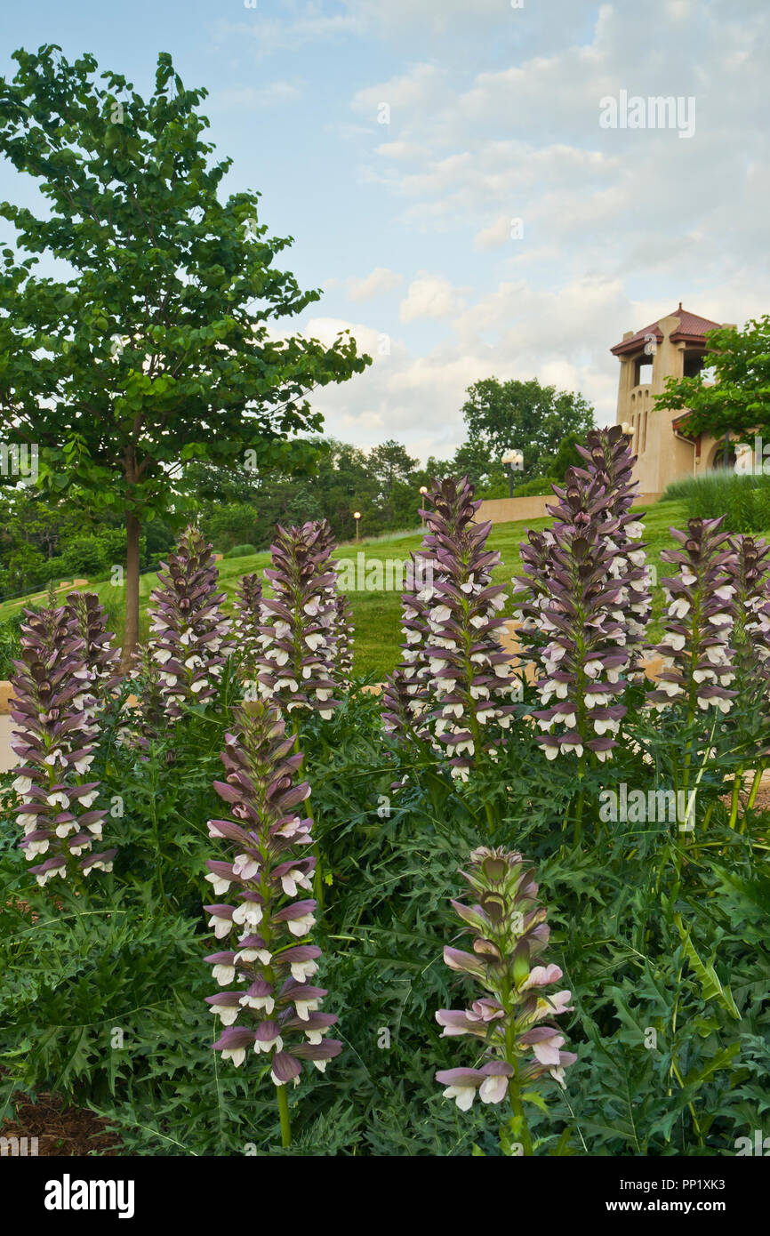 Die lila Latzhosen tragen Blumen auf Regierung Hill an der St. Louis Forest Park auf einer überwiegend bewölkt Sommerabend im Juni. Stockfoto