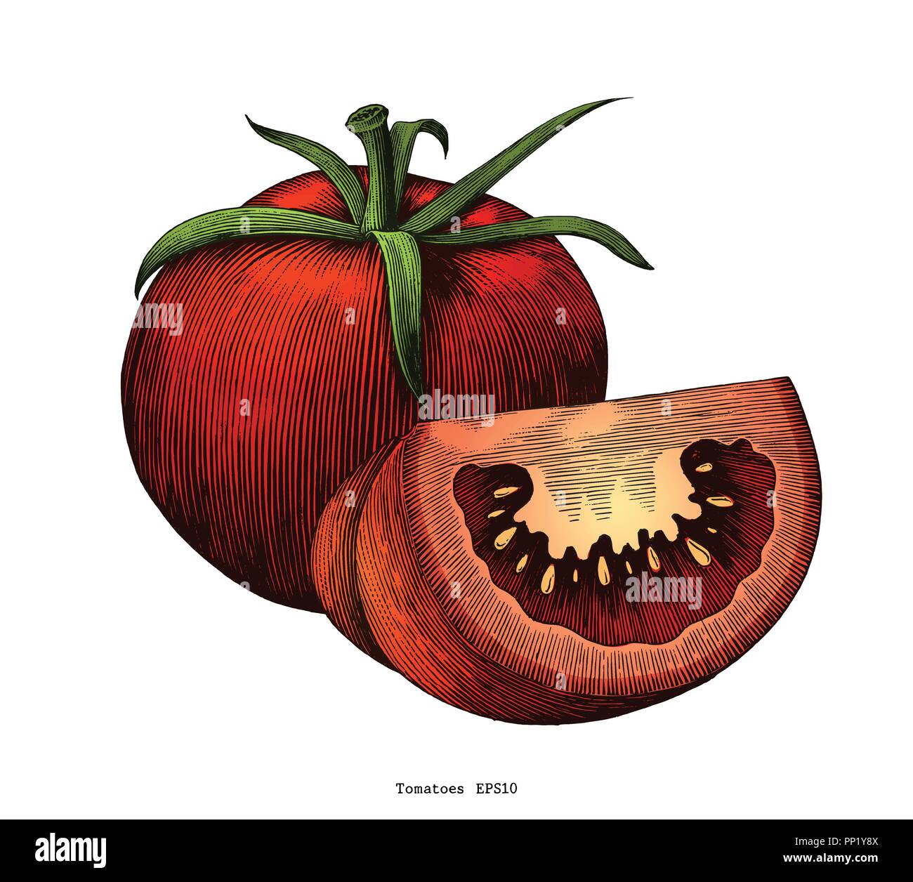 Tomaten Hand Zeichnen Vintage Clipart Auf Weissem Hintergrund Stock Vektorgrafik Alamy
