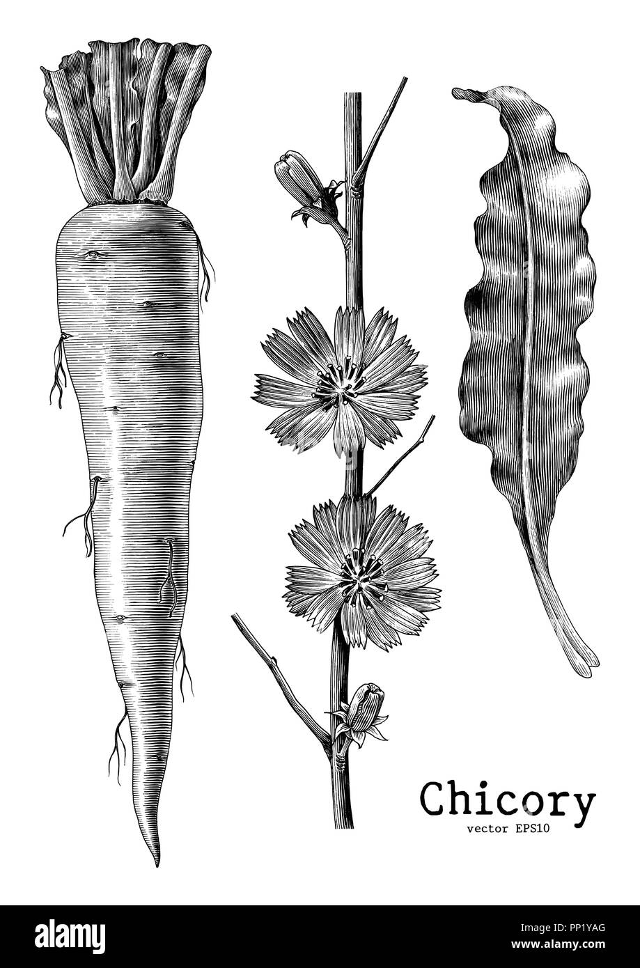 Chicorée botanischen vintage Gravur Abbildung Clipart auf weißem Hintergrund Stock Vektor