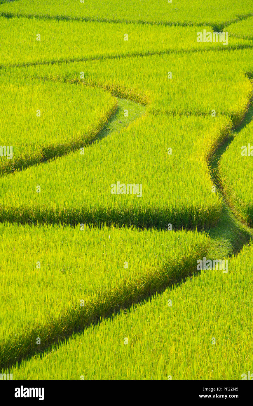 Grün terrassierten Reisfelder in Nan, Thailand. Schießen Sie aus hoch. Stockfoto