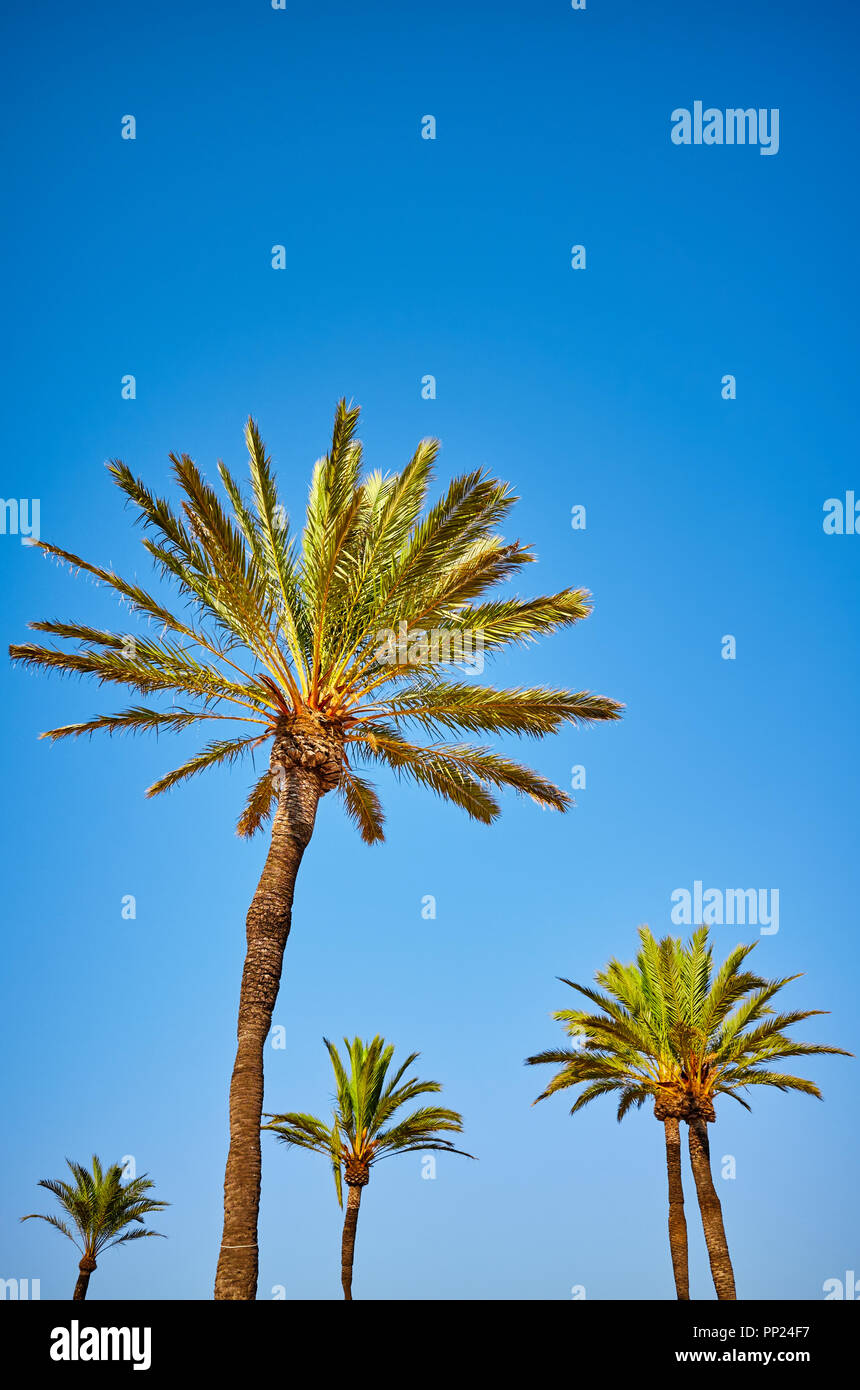 Auf der Suche nach einer Palmen gegen den blauen Himmel. Stockfoto