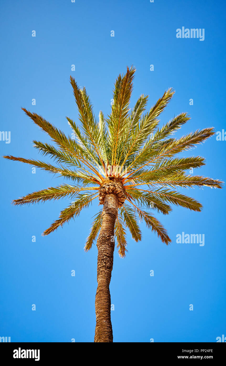 Auf der Suche nach einer Palme gegen den blauen Himmel. Stockfoto