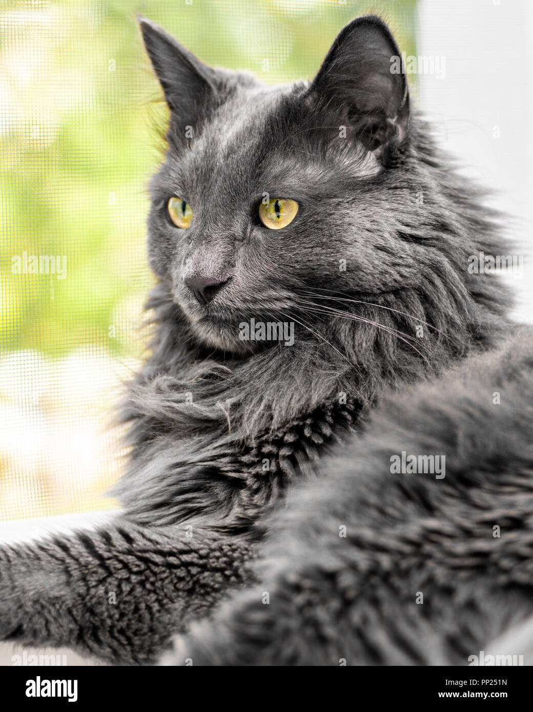 Close up Portrait von schöne graue Katze liegt auf dem Fensterbrett in der Nähe von offenen Fenster mit Moskitonetz. Makro anzeigen Stockfoto