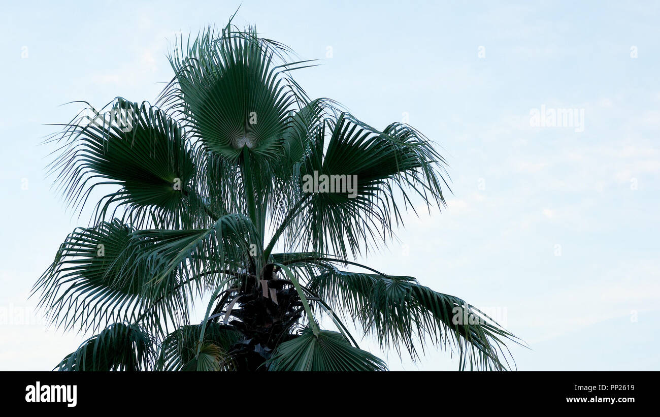 Palmen am tropischen Strand bei Sonnenuntergang. Entspannung Sommer vibe Stockfoto