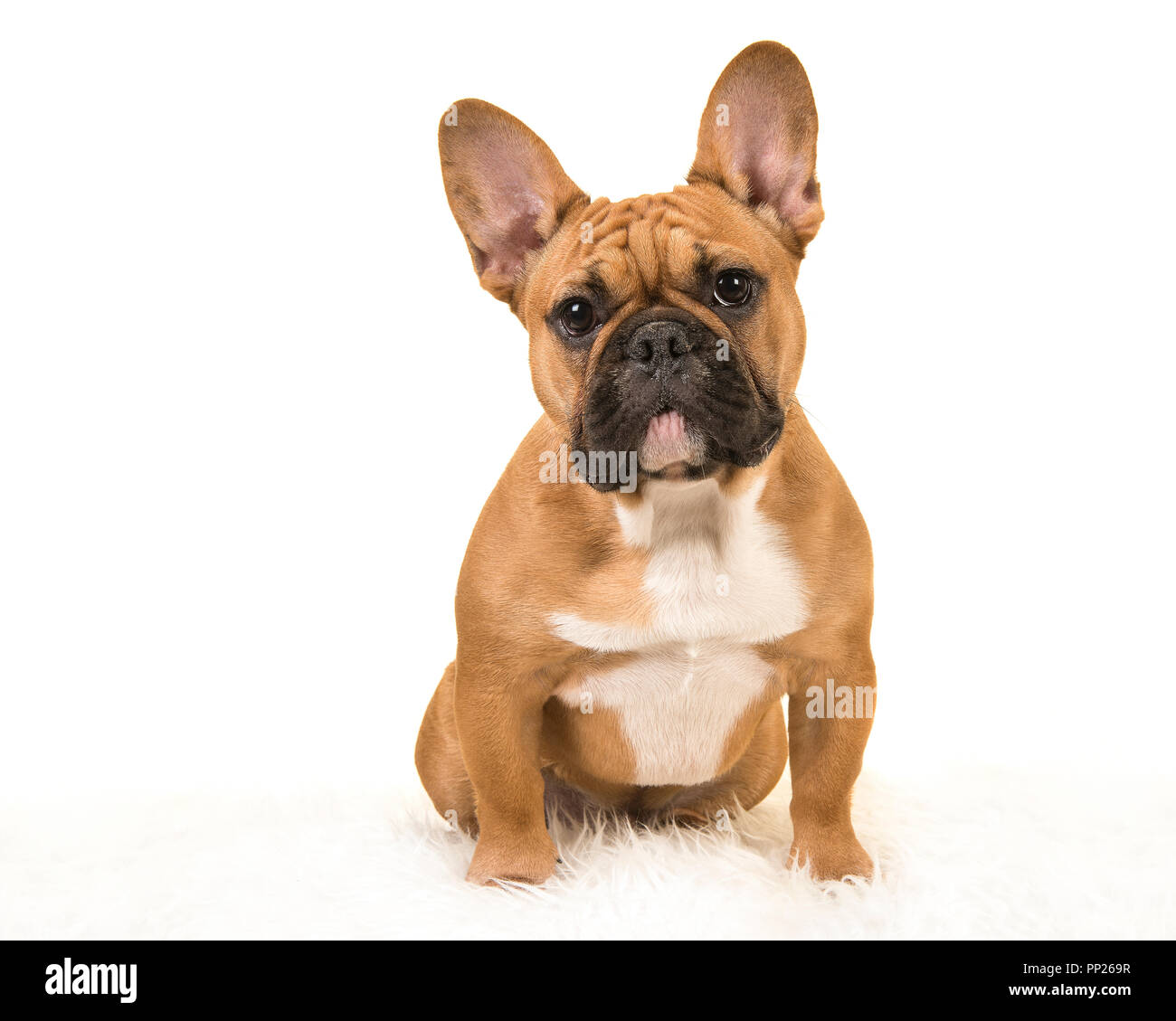 Braun Franzosische Bulldogge Sitzt Auf Einem Weissen Fell Decke Mit Blick Auf Die Kamera Auf Weissem Hintergrund Stockfotografie Alamy