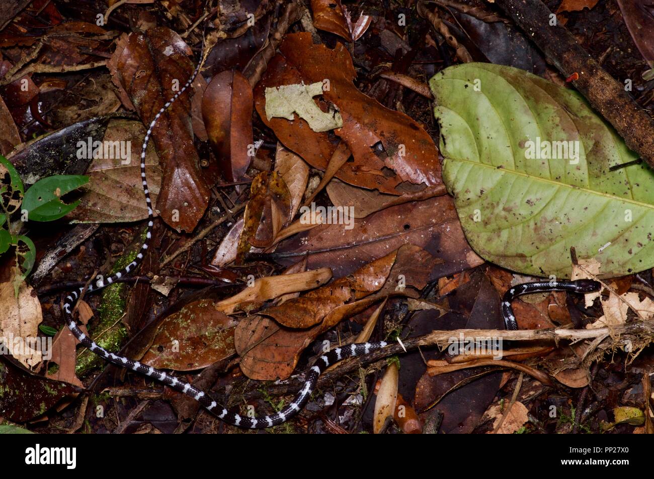 Eine junge, schlanke Wolf Snake (Lycodon albofuscus) im Blatt Wurf in der Danum Valley Conservation Area, Sabah, Malaysia, Borneo Stockfoto